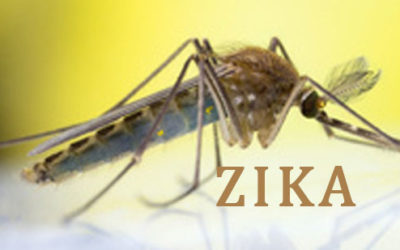 Zika Virus in Palau